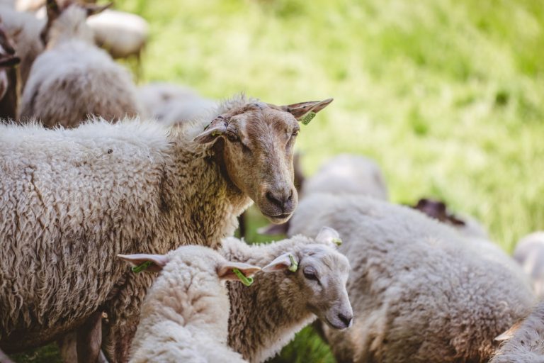 Addear, création d'une filière de valorisation de la laine