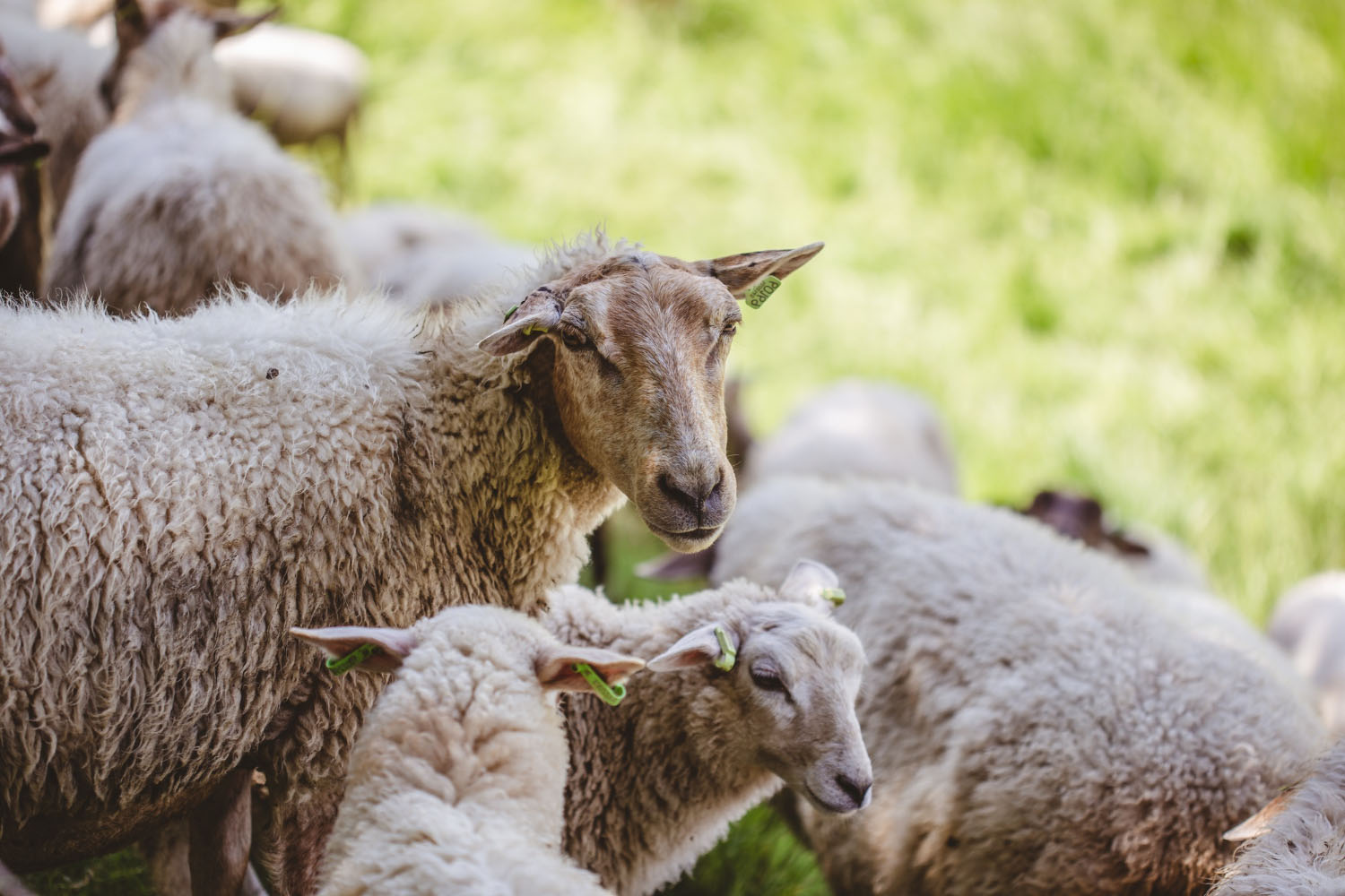 Addear, création d'une filière de valorisation de la laine